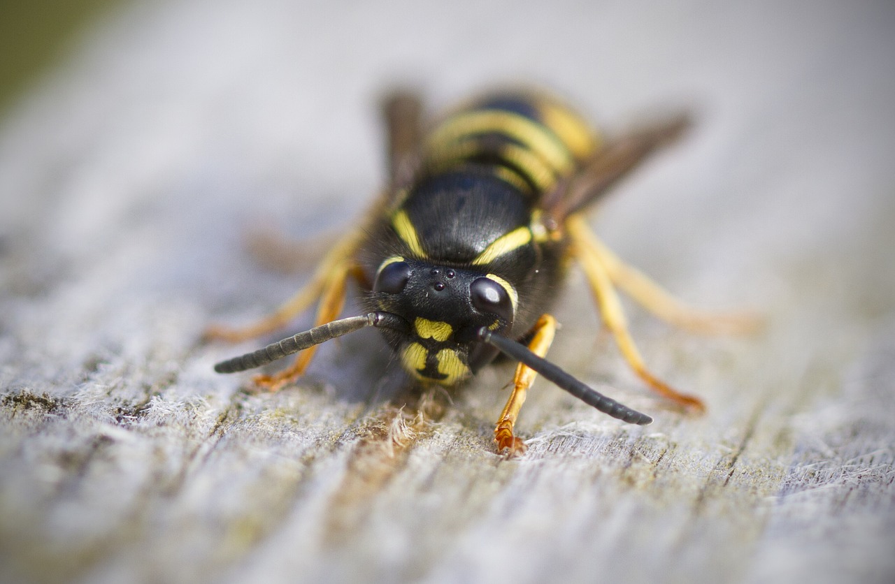 wasp, bee