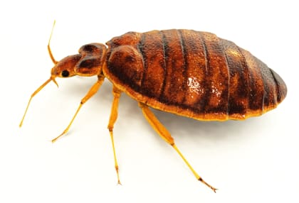 Are You Under A Bed Bug Attack?