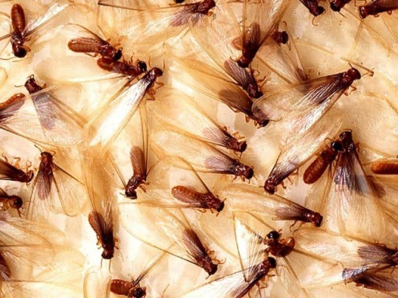 Termites, How Do I Know If They Are In My Home?