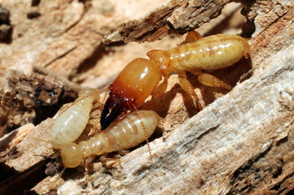 Soldier Termite with Workers, termite infestation removal