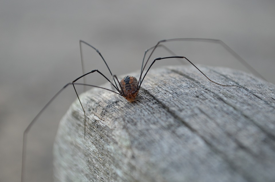 daddy-long-legs spider