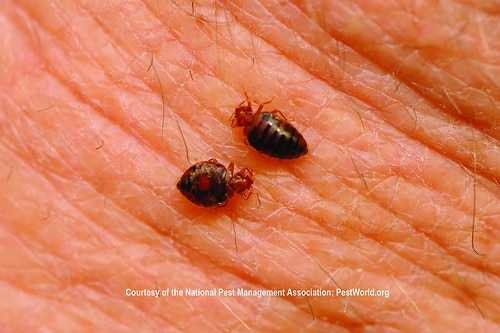 Two bed bugs on skin in Palm Beach County