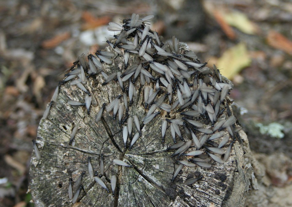 termites eating a block of wood