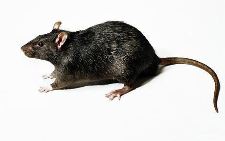 Rat Exterminator Palm Beach
