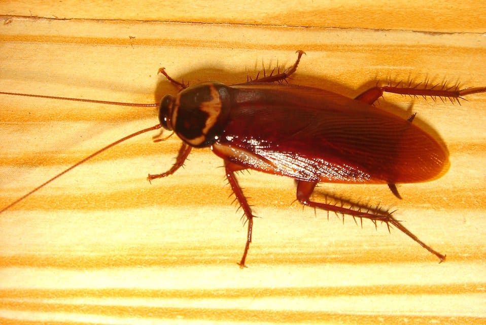 cockroaches-pestcontrol-service