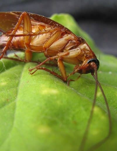 cockroach on leaf