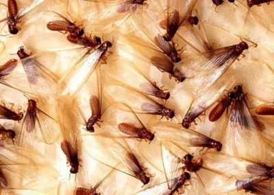 formosa termites